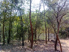 Dry Forests in Andhra Pradesh