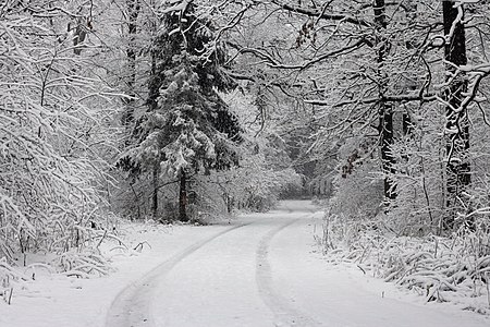 Forest road from the train platform Desenka to the settlement Slavne. Ukraine, Vinnytsia district, Vinnytsia region