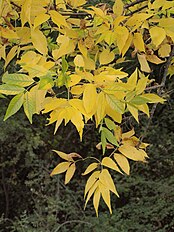 Autumn colour; Losar de la Vera, Cáceres, Spain