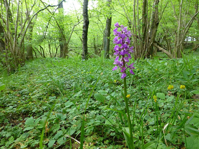 File:Fuchs’ Knabenkraut am Balleisenberg im westlichsten Teil vom Nationalpark Jasmund.jpg