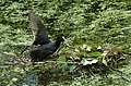 Fulica atra