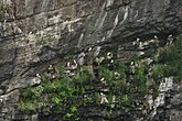 Guanotrafente rotsvegetatie op het Britse eiland Skomer