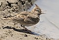 * Nomination Crested lark (Galerida cristata) --Zcebeci 09:36, 21 June 2020 (UTC) * Promotion Good quality. --Smial 10:42, 21 June 2020 (UTC) I like this better than your FP nominee. I can't answer for how others might react, but I think this would be a good FP candidate. -- Ikan Kekek 11:13, 21 June 2020 (UTC) I don't think it is FP. Charlesjsharp 17:28, 21 June 2020 (UTC)