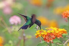 Male in flight, Panama Garden emerald (Chlorostilbon assimilis) male in flight.jpg