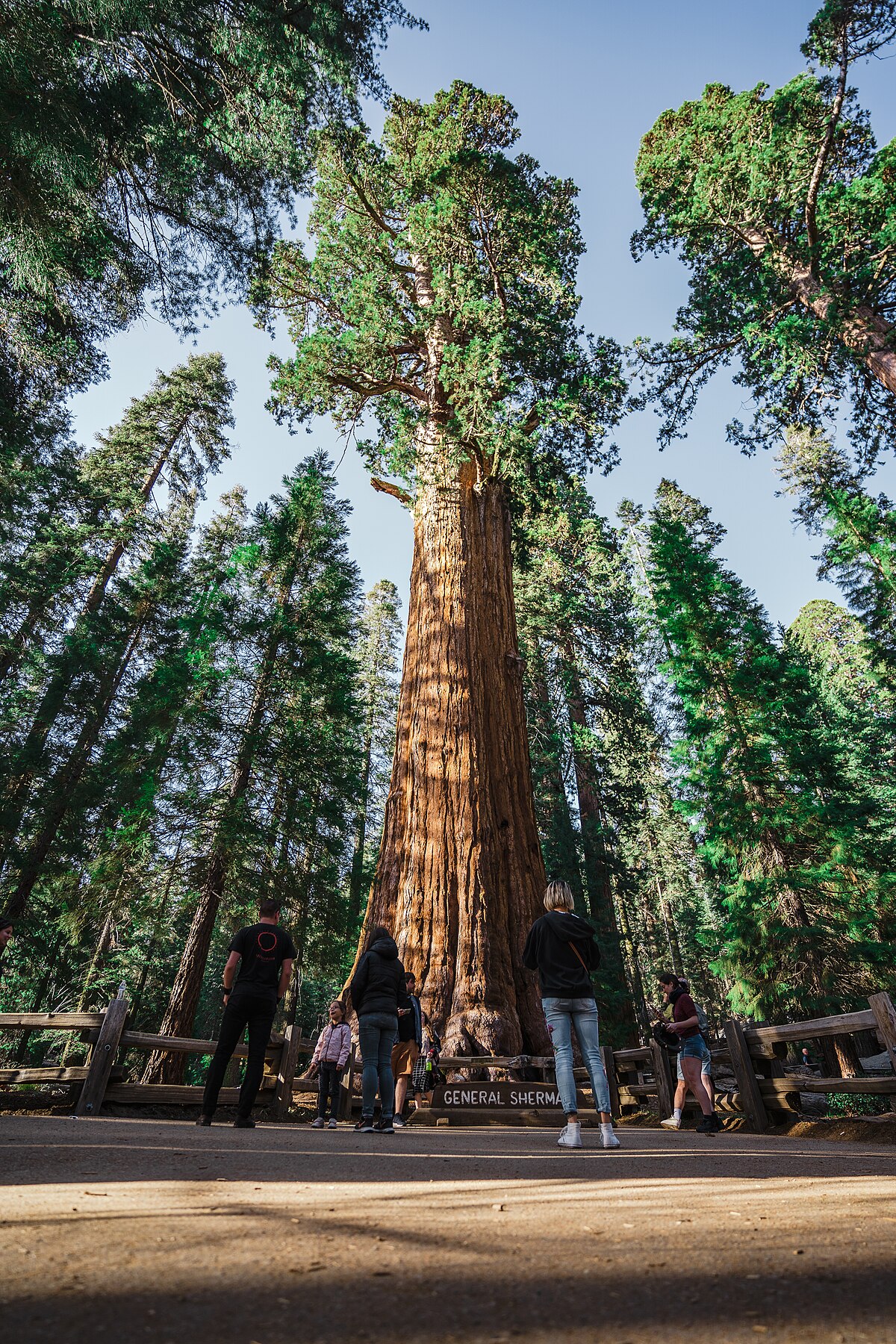 world tallest tree on earth