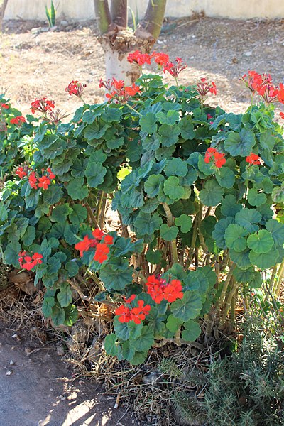 File:Geraniales - Pelargonium inquinans - 1.jpg