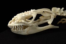 Gila monster Skull viser tand