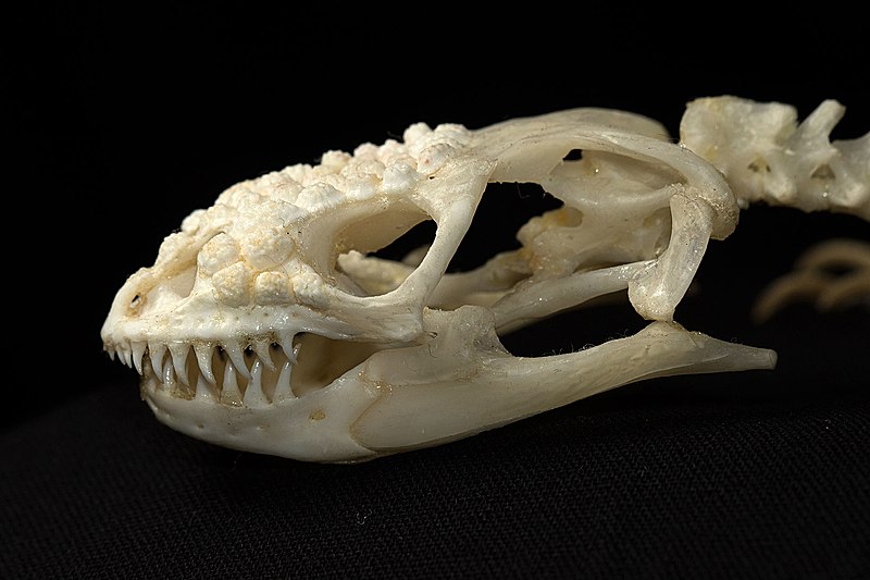 File:Gila-skull-1.jpg