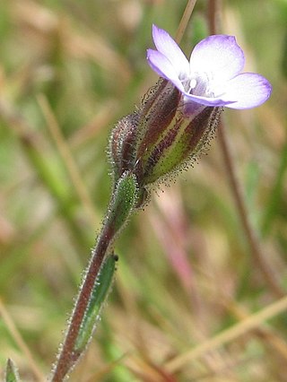 <i>Gilia millefoliata</i> Species of flowering plant