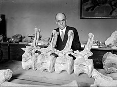 디플로도쿠스 척추골 화석과 함께 있는 길모어. 1924년 박은 사진.