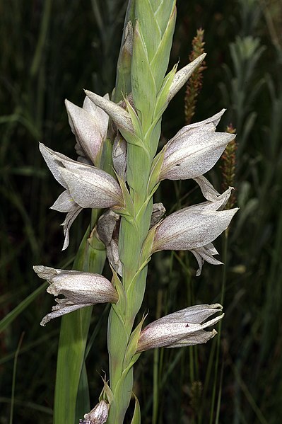 File:Gladiolus elliotii 1DS-II 6782.jpg