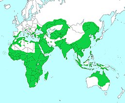 Мапа поширення дерихвостових
