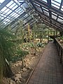 Glasgow glasshouse cacti.jpg