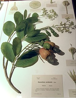 Glass Flowers Collection of glass botanical models at the Harvard Museum of Natural History