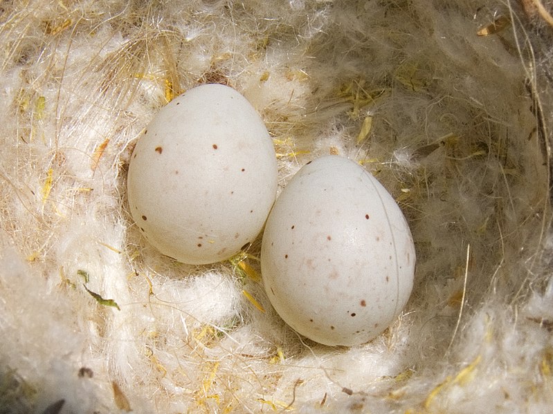 File:Gold Finch eggs.jpg
