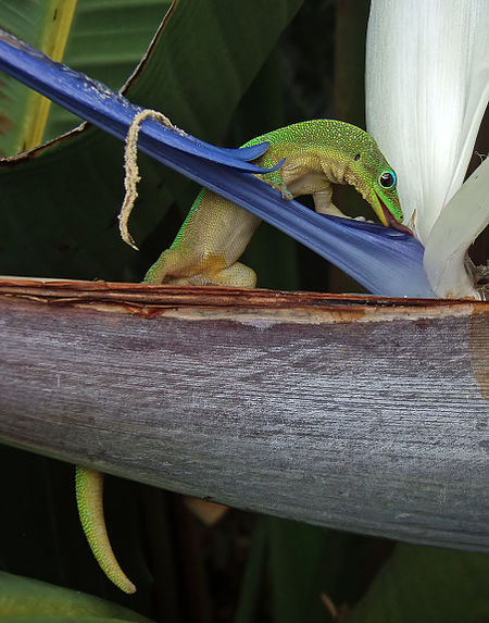 Phelsuma laticauda