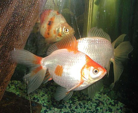 File:Goldfish.jpg