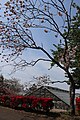 P288 五所桜 Goshozakura 全体の写真