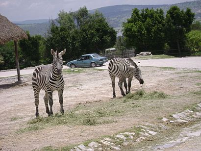 Cómo llegar a Africam Safari en transporte público - Sobre el lugar