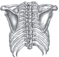 肩甲骨と体幹の位置関係（後面）