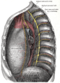 Intercostal spaces, viewed from the left