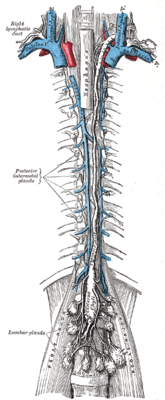 Thorax- und rechter Lymphgang