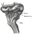 Hind-brain of a human embryo of three months—viewed from behind and partly from left side.