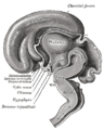 hypothalamus