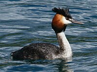 Grebe, Great-crested Podiceps cristatus