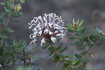 <center>Grevillea buxifolia</center>