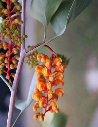 <i>Grevillea wickhamii</i> Species of shrub in the family Proteaceae endemic to Australia