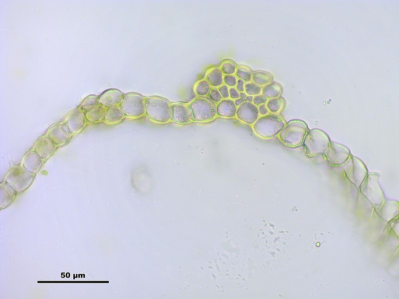 File:Grimmia alpestris (a, 113335-471123) 1563.JPG