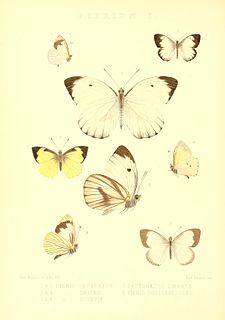 <i>Leptophobia helena</i> Species of butterfly