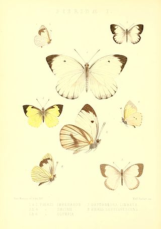 <i>Leptophobia helena</i> Species of butterfly