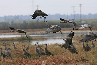 <span class="mw-page-title-main">Merced National Wildlife Refuge</span> Nature reserve in California