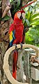 * Nomination Bird sanctuary in XCARET Park. Cancun. Mexico --Rjcastillo 21:26, 1 November 2021 (UTC) * Decline  Oppose Sorry: too low sharpness for QI --F. Riedelio 08:51, 9 November 2021 (UTC)