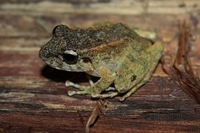 Descrizione dell'immagine Guenther's Forest Frog (Platymantis guentheri) 3.jpg.