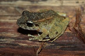 Bildbeschreibung Günthers Waldfrosch (Platymantis guentheri) 3.jpg.