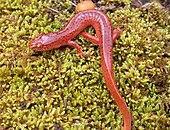 A living Gyrinophilus porphyriticus, or Spring salamander Gyrinophilus po(1).jpg