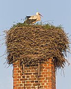 HVL 05-14 img 17 Ribbeck Storch.jpg