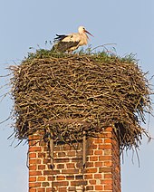 Как сделать гнездо аиста из веток своими руками на даче и приманить птиц?