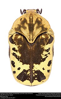 <i>Gymnetis thula</i> Species of beetle