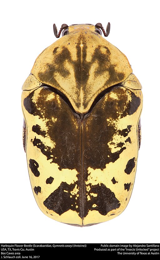 Harlequin Flower Beetle (Scarabaeidae, Gymnetis caseyi (Antoine, 2001)) (34528468314)