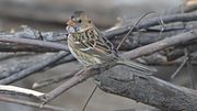 Thumbnail for File:Harris's Sparrow (8133679930).jpg