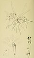 Rhipidoglossum caffrum (as syn. Angraecum caffrum) plate 8 in: Harry Bolus: Orchids of South Africa volume I (1896) (Detail)