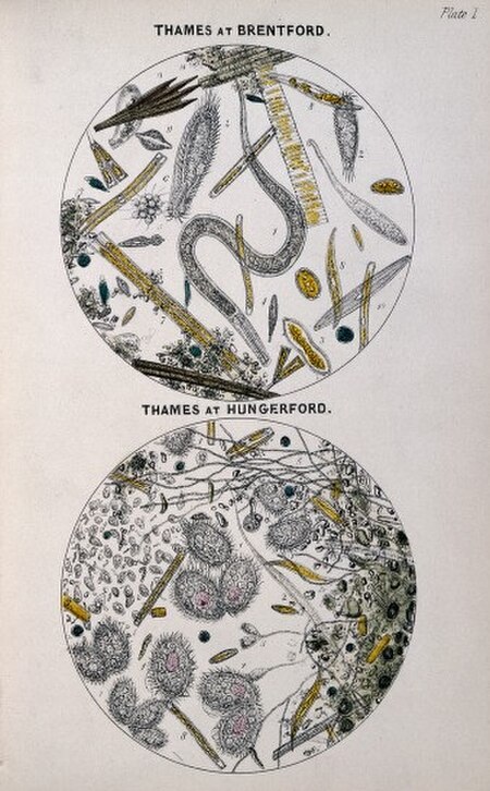 Tập_tin:Hassall_-_Microbes_in_Thames_at_Brentford_and_Hungerford.jpg