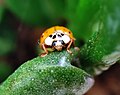 * Nomination Head and mouth of an Asian lady beetle probably eating cottony mealybug. --Terragio67 07:33, 15 July 2023 (UTC) * Decline Comment: I used a smartphone and I was aware of having 1.3 mm of depth of focus available, so I consider myself more lucky than skilled for the shot taken ... --Terragio67 07:42, 15 July 2023 (UTC) What I miss here, more than the DoF, is the sharpness quality in the image itself. The head also looks overexposed. Nevertheless a nice photo for a mobile shot. --Аныл Озташ 08:46, 15 July 2023 (UTC) As for the overexposure I tried to rework the RAW file, maybe now the image is slightly better, but as for the lack of sharpness I think it was possible a slight blur due to some winds and the frenetic activity of the Lady beetle (What is done, is done). By the way, thanks for the valuable feedback. --Terragio67 14:48, 15 July 2023 (UTC)  Oppose This subject isn't really smartphone territory. Not sharp enough. --Charlesjsharp 18:11, 19 July 2023 (UTC)