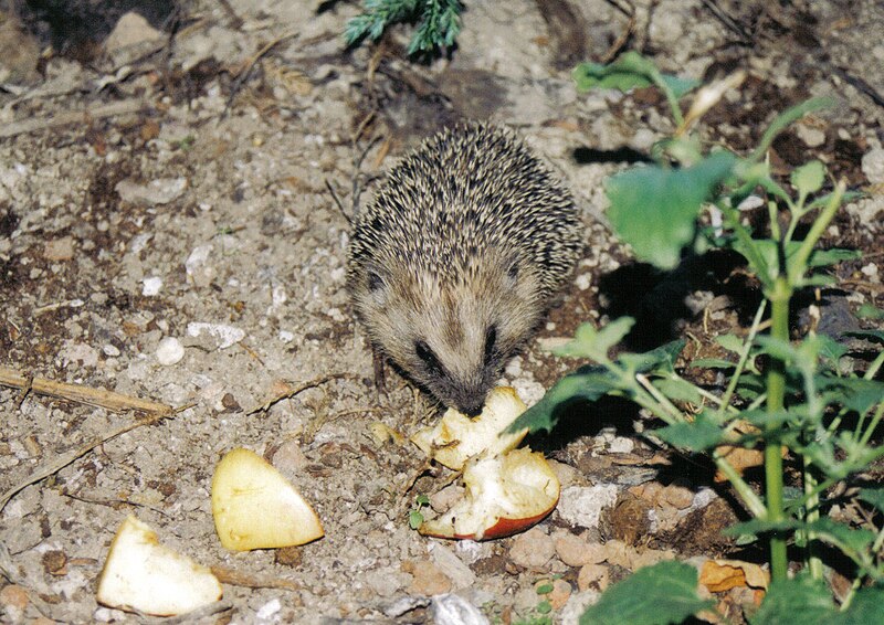 File:Hedgehog20.JPG