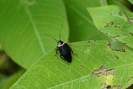 Hemithyrsocera palliata