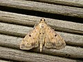 Herpetogramma cynaralis (6833415239).jpg